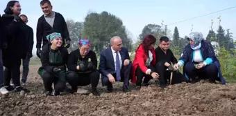 Düzce Belediye Başkanı Tarım Akademisi'nde Mısır Hasadına Katıldı