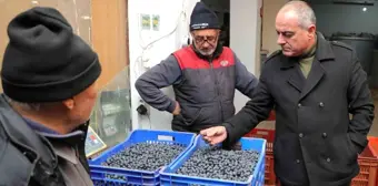 Gemlik Belediye Başkanı Mehmet Uğur Sertaslan, Tarım Kredi Kooperatifi'nin zeytin alım fiyatlarını artırdı