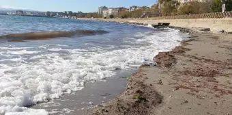 Tekirdağ'da Lodosun Etkisiyle Sahilde Kırmızı Yosun Birikti