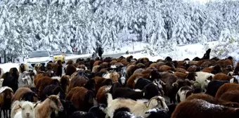 Erzurum'da göçerler sürülerini kar ve tipi nedeniyle yaylalardan indirmeye başladı