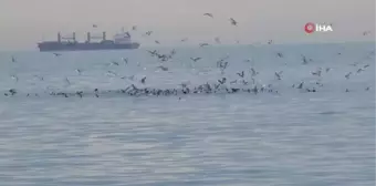 Kafkametler Gemisi'ndeki kayıp 9 mürettebatı arama çalışmaları sürüyor