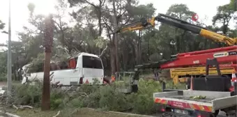 Manavgat'da hortum asırlık çam ağaçlarını yerle bir etti