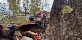 Bursa'da tarihi çınar lodosun etkisiyle devrildi