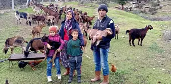 Çine'de Keçicilik Projesi Başladı