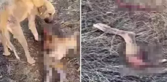 Dinar Belediyesi'nin barınağında aç kalan köpekler birbirini yedi