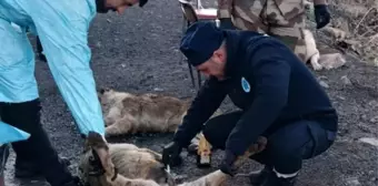 Hakkari'deki Üs Bölgesindeki Can Dostlar Sağlık Taramasından Geçirildi