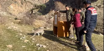 Kars'ta Vaşak Yavrusu Doğaya Bırakıldı