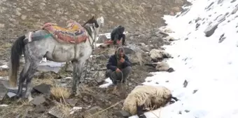 Yüksekova'da Kurtlar Tarafından Sürüye Saldırı: 65 Koyun Öldü