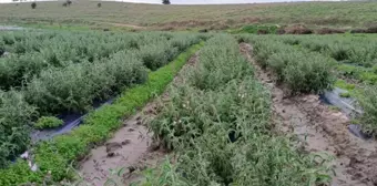 Uysal İsmiyle Tescillenen Ada Çayı Üretimine Başlandı