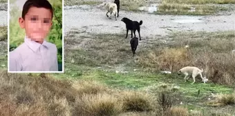 Başıboş köpeklerin saldırısına uğrayan Tunahan Yılmaz'ın durumu iyiye gidiyor: Bana 'Baba' dedi, dünya benim oldu