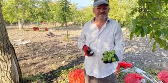 Bilecik'te Ceviz Üretimi Yüzde 50 Arttı