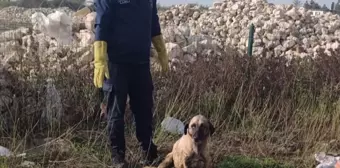 Antakya'da kuyuya düşen köpek itfaiye ekiplerince kurtarıldı