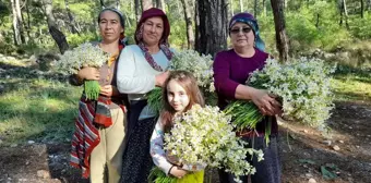 Antalya'nın Kumluca ilçesinde Gelidonya bölgesi nergis çiçekleriyle sarı beyaz renklere büründü