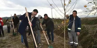 Söke'de çınar fidanları dikildi