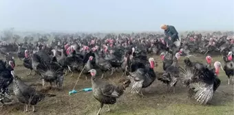 Geçen yıl kilosu 100 liraydı, bu yıl 350! Yılbaşı hindilerine yoğun ilgi var