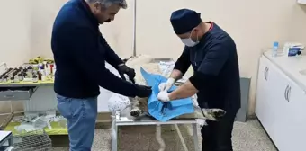 Hakkari Belediyesi Can Dostlara Kısırlaştırma Operasyonu Yapıyor