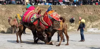 Köşk Belediye Başkanı, şehit haberleri nedeniyle Deve Güreşi Festivali'ni iptal etti