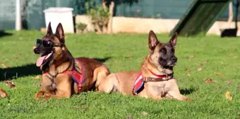 Trabzon İl Jandarma Komutanlığı'ndaki Narkotik Köpekleri Uyuşturucu Satıcılarının Kabusu