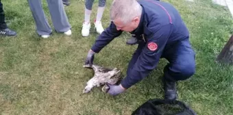 İtfaiye eri, derede çırpınan martıyı kurtarmaya çalıştı