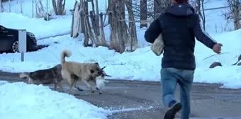 Köpeklerin saldırdığı kedi çoban tarafından kurtarıldı