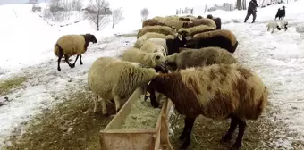 Erzincan'da Karlı Köylerde Besiciler Hayvanlarını Kar Üzerinde Besliyor