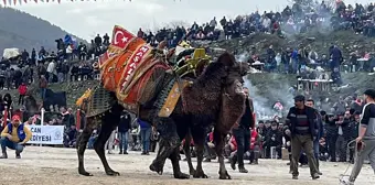 Çanakkale'de Geleneksel Folklorik Deve Güreşi Festivali Düzenlendi