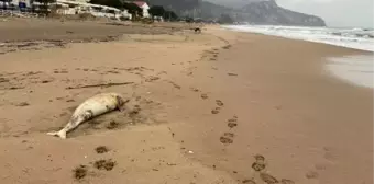 İnkum Tatil Beldesinde Ölü Yunus Kıyıya Vurdu