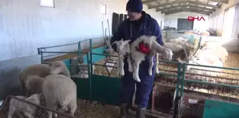 Edirne'de Kuzulara Kazak Giydirildi