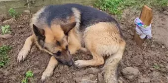 Babaannesinin Mezarının Başında Bulunan Köpek