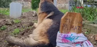 Babaannesinin Mezarının Başında Bulunan Köpek