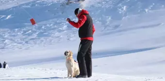 Palandöken Kayak Merkezi'nde Arama Kurtarma Köpeği Hera Görev Başında