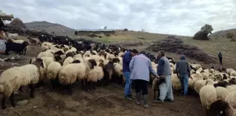 Şırnak'ta Mera Islah ve Amenajman Projesi Uygulamaya Alındı