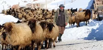 Geçerli Köyü, Türkiye'nin Önemli Gen Kaynaklarından Norduz Koyununun Neslini Kurtardı