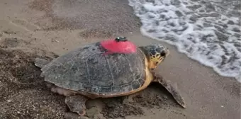 İztuzu Plajı'ndaki Deniz Kaplumbağalarının Sinyali Kesildi