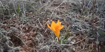 Yozgat'ta Bahar Erken Geldi: Çiğdemler Çiçek Açtı