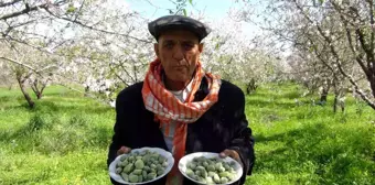 Mersin'de Badem Hasadı Başladı