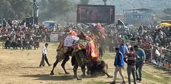 Aydın'da Deve Güreşi Festivali Düzenlendi