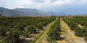 Kozan'da Portakal ve Mandalina Tarlada Kalmaya Başladı