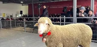 Geleneksel Damızlık Koç Satış Töreni'nde Rekor Fiyatla Satılan Koç