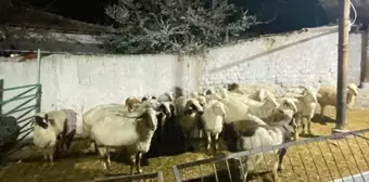 Kuzeninin 30 küçükbaş hayvanını çalan şüpheli gözaltına alındı