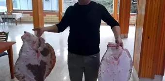 Sinop'ta Nadir Görülen 10 Kilogramlık Kalkan Balığı Yakalandı