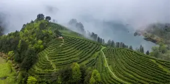 Çin'in Jinhua şehrindeki Lutian köyünde Juyan çayı hasat edilmeye başlandı