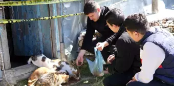 Kastamonu'da Baygın Halde Bulunan Yaşlı Vatandaşın Kedileri Sahipsiz Kaldı