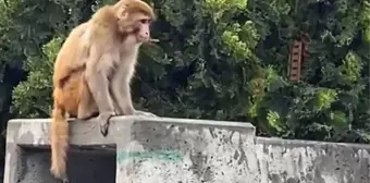 İstanbul'da firari maymun görenleri şaşkına çevirdi