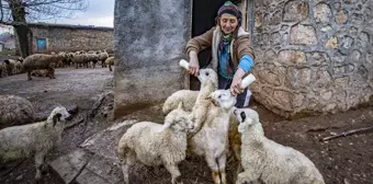 Tunceli'de Köylüler Oğlak ve Kuzuları Anneleriyle Buluşturuyor