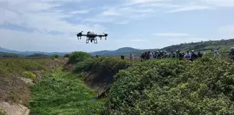 Samsun'da çeltik tarlalarında dronla sivrisinek ilaçlama başladı