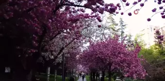 Dikmen Vadisi'nde Sakura ağaçları görsel şölen oluşturuyor