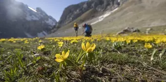 Tunceli Ovacık'ta Bahar Çiçekleri Açtı