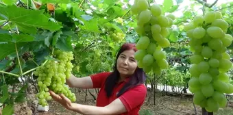 Mersin Erdemli'de Sera Üzümleri Hasat Edildi