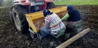 Tokat'ın Başçiftlik ilçesinde 'Başçiftlik beyazı' adıyla tescillenen patatesin ekimine başlandı